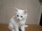 Обычный наш татарский котёнок с разным цветом глаз