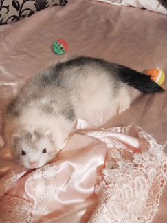 Вязка хорька - экзота