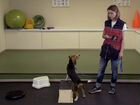 Дрессировка и воспитание собак - кинолог объявление продам