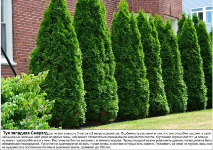 Хвойные:туя, можжевельники, сосны горные, ели