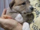Щенки Пиренейской горной собаки объявление продам