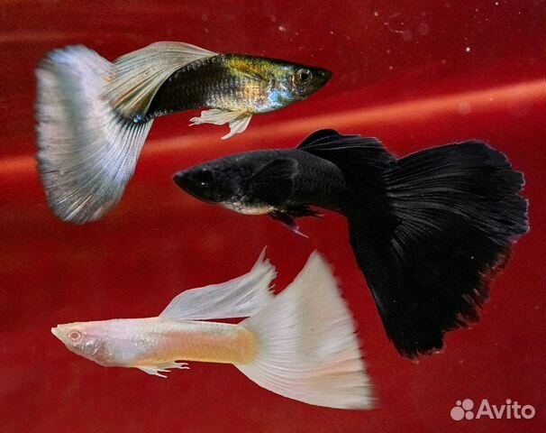 Гуппи Платина,Канадские чист.линия,Пецилии Гавайск