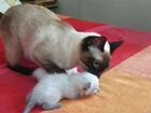 Котята Тайской кошки объявление продам