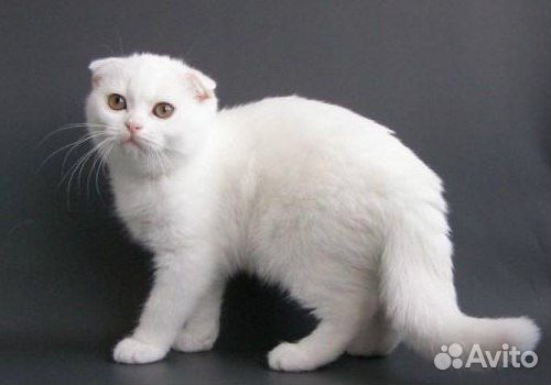 Шотландская вислоухая кошечка в добрые руки