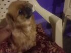 Найдена собака пекинес объявление продам