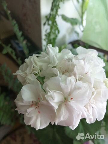 Пеларгония сортовая