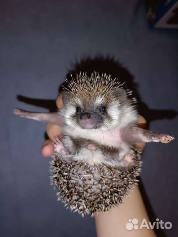 Вязка. Африканский ежик. Ёж. Еж