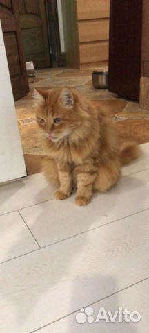 Рыжий кастрированный кот