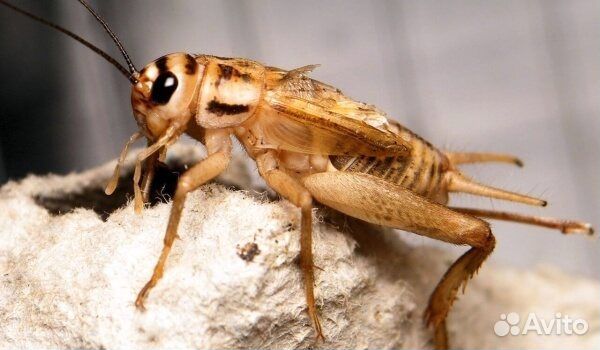 Сверчки живые