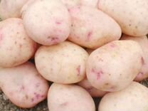 Картофель ариэль фото. Сорт картофеля Бельмондо. Сорт картошки Ариэль.