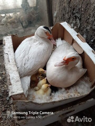 Муларды для разведения