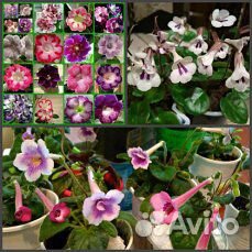 Минисинингии -семена