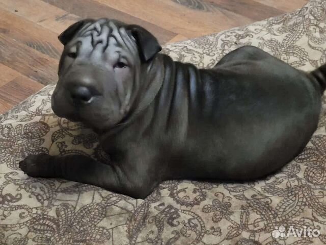 Собака шарпей