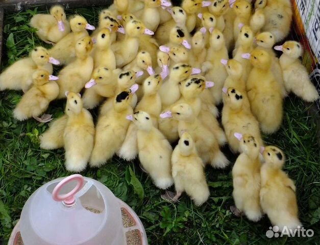 Муларды тяжелой линии Франции