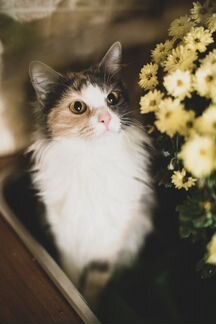 Кошка в дар