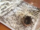 Муравьиная ферма с муравьями Messor Structor объявление продам