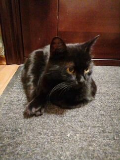 Кошка бесплатно