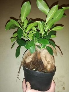 Фикус Микрокарпа