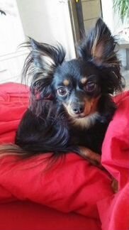 Предлагаю для вязки длинношерстого той-терьера