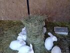 Кролики породы паннон