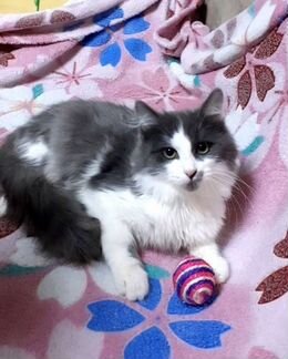 Котёнок мальчик 4 с половиной месяца