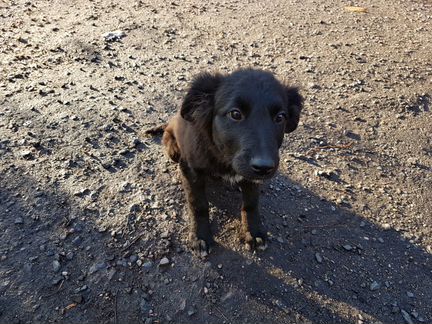 Щенулька Блэки в дар