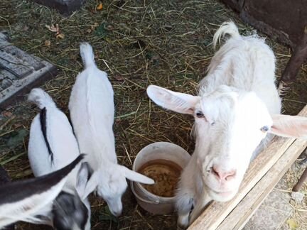 Заанненские козы в Коркино - фотография № 2