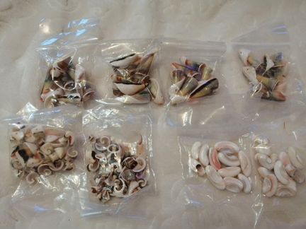 Ракушки декоративные