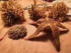 Морские настоящие кораллы и звезда