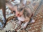Котята породы донской сфинкс объявление продам
