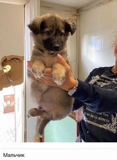 Щенки 2,5 мес