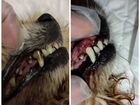 Ультразвуковая чистка зубов животным