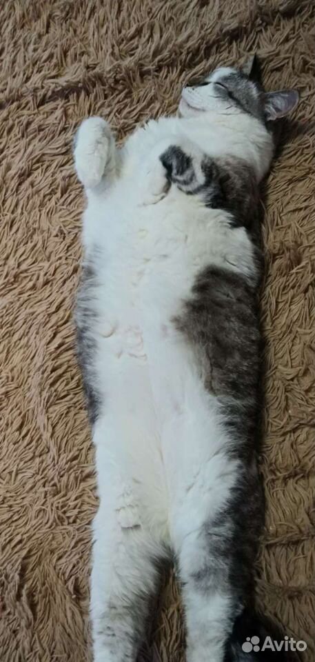 Кошка