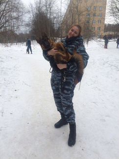 Дрессировка собак