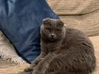 Кошка Шотландская вислоухая объявление продам