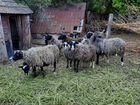 Овцы бараны романовские