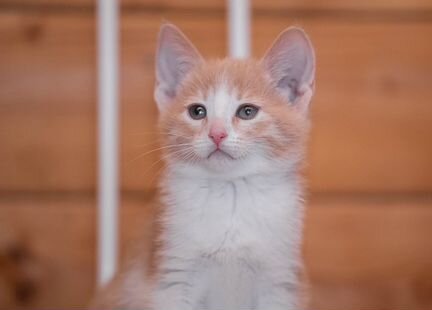 Полупородный котенок