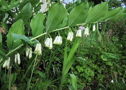 Продам купену многоцветковую