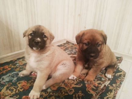 Щенки-богатыри в добрые руки