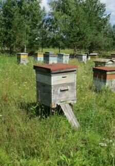 Ульи с пчелами рамки медогонка