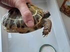 Черепаха сухопутная бесплатно