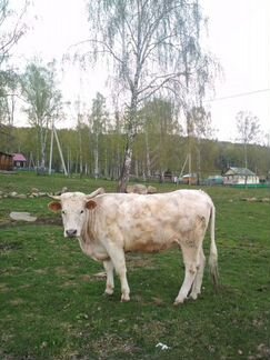 Корова сименталь
