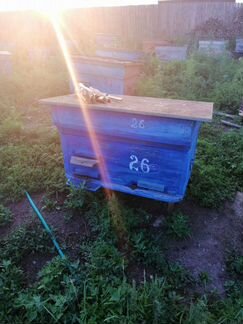 Продам пасеку, пчелосемьи с ульями, рамки - фотография № 2