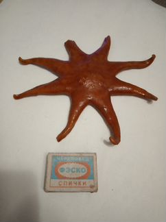 Морская звезда