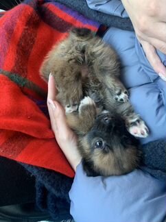 Щенок в добрые руки