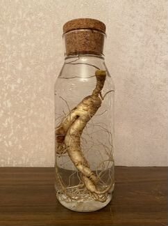 Продам дикие корни Женьшеня