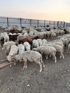 Овцы бараны ягнята - фотография № 5