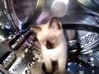 Тайский котик объявление продам