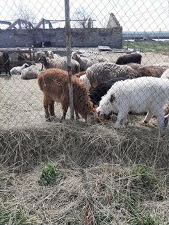 Продам овец курдючных на племя - фотография № 10