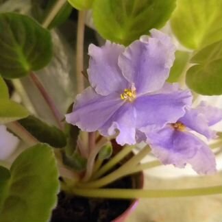 Растения фиалки